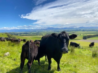Rockley Angus mother and calf