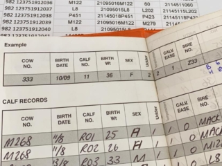 Rockley Angus cow documentation