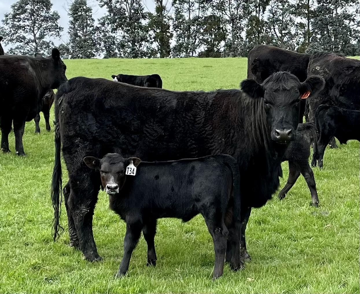 Rockley Angus mother and calf together