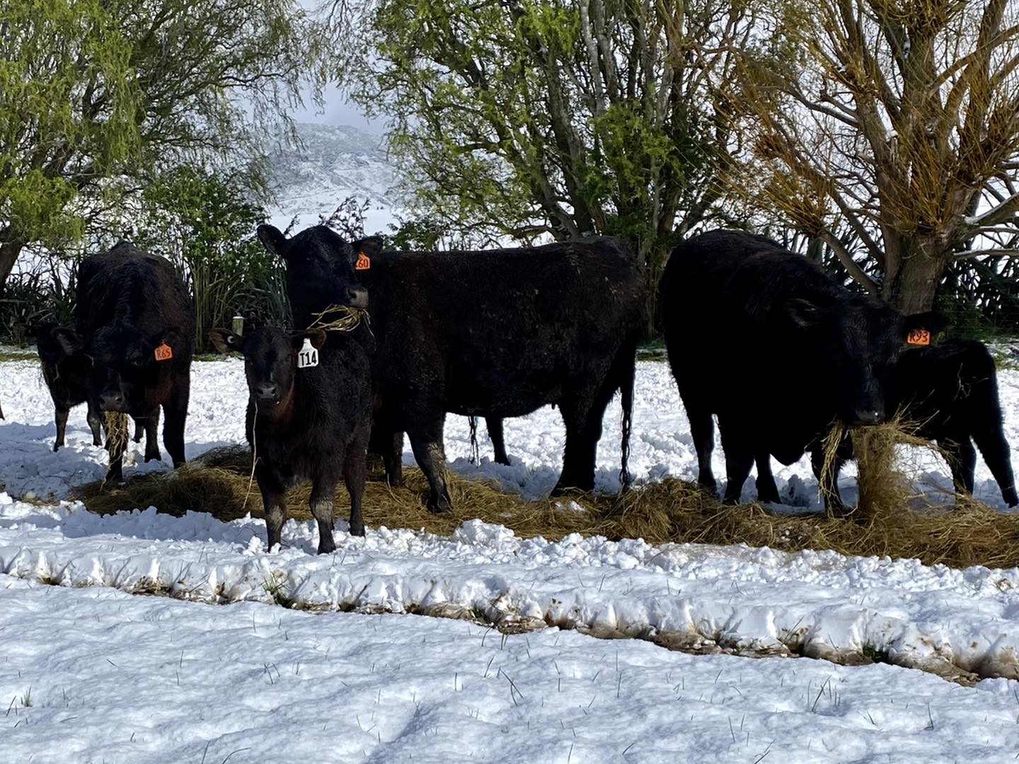 Rockley Angus in the snow