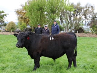 Rockley Angus large cow