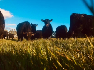 Rockley Angus cows feeding
