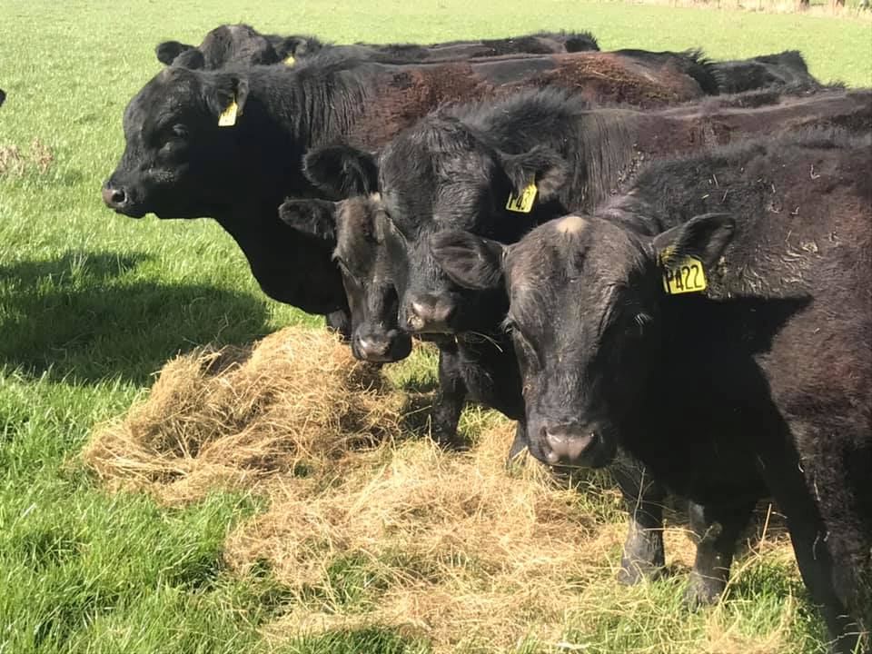 Rockley Angus cows eating hay