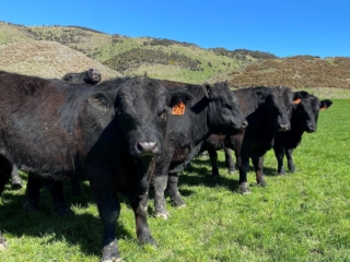 Rockley Angus herd in paddock