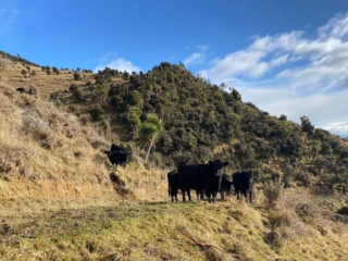 Rockley Angus on mountain