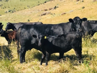 Rockley Angus calves