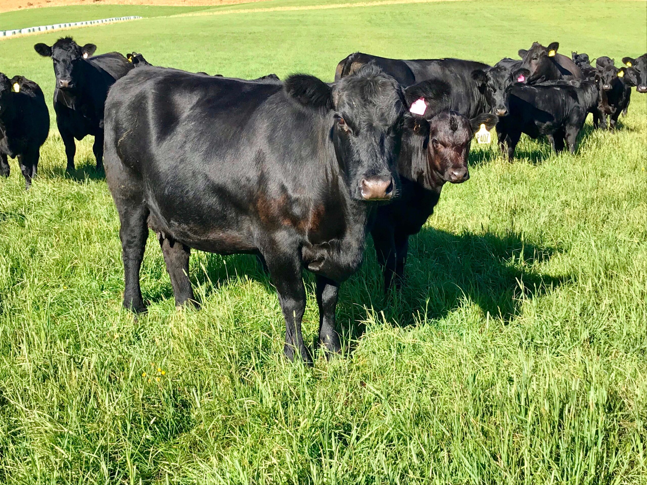 Rockley Angus herd in the sun