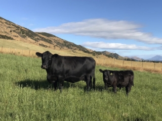 Rockley Angus mother and calf