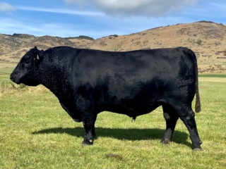 Ngaputahi M122