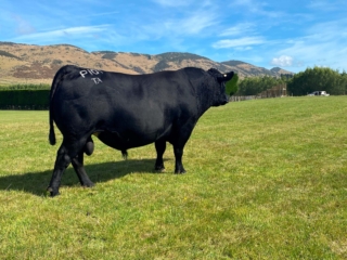Te Atarangi Titlest P101