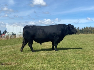 Atarangi Titlest P105
