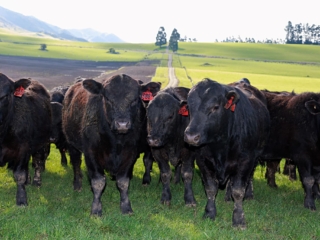 Rockley Angus herd