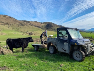 Rockley Angus and worker