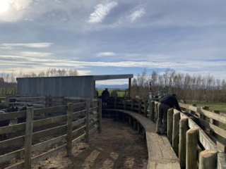 Rockley Angus pen herding