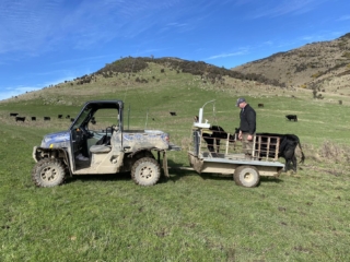 Rockley Angus calf weighing