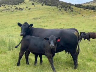 Rockley Angus calf