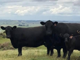 Rockley Angus cows standing in paddock