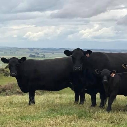 Rockley Angus cows standing in paddock